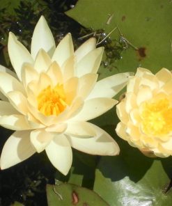 Nymphaea Odorata Sulphurea