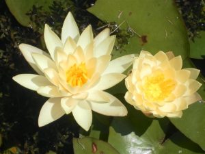 Nymphaea Odorata Sulphurea