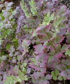 Oenanthe Javanica Flamingo