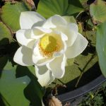 Nelumbo Ohga Hasu Bianco