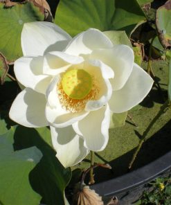 Nelumbo Ohga Hasu Bianco