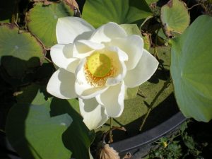 Nelumbo Ohga Hasu Bianco