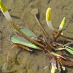 Orontium Acquaticum