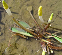 Orontium Acquaticum