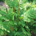 Osmunda Regalis