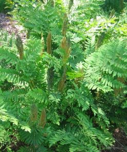 Osmunda Regalis