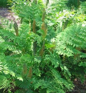 Osmunda Regalis
