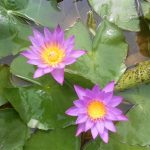 Nymphaea Panama Pacific