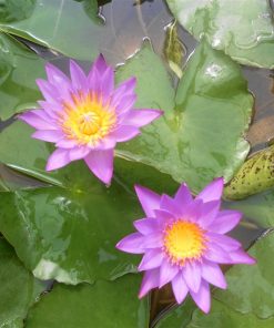 Nymphaea Panama Pacific