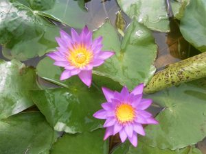Nymphaea Panama Pacific