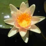 Nynphaea Paul Hariot