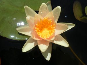 Nynphaea Paul Hariot
