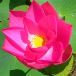 Nelumbo Pekinensis