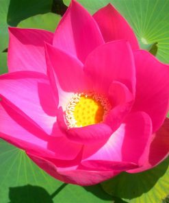 Nelumbo Pekinensis