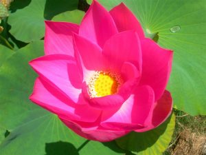 Nelumbo Pekinensis