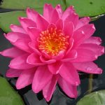 Nymphaea Perris Magnificent