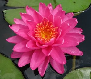 Nymphaea Perris Magnificent