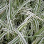 Phalaris Arundinacea Pikta