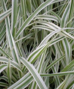 Phalaris Arundinacea Pikta