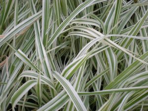 Phalaris Arundinacea Pikta