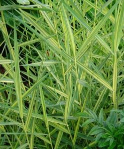 Phragmytes Australis Variegata