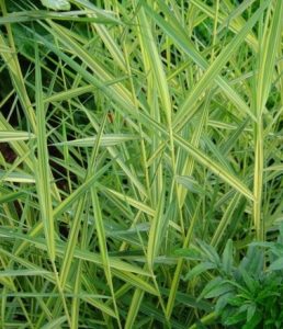 Phragmytes Australis Variegata