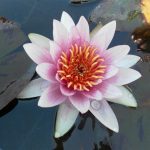 Nymphaea Pink Opal