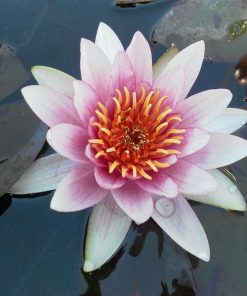 Nymphaea Pink Opal