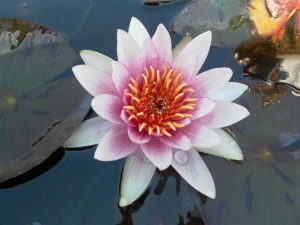Nymphaea Pink Opal