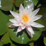 Nymphaea Pink Starlet