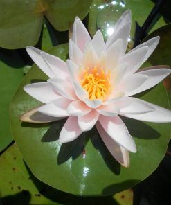 Nymphaea Pink Starlet