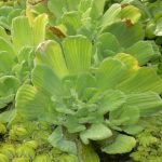 Pistia Stratiotes