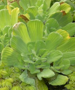 Pistia Stratiotes