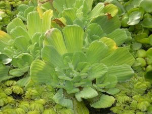 Pistia Stratiotes