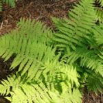 Polystichum Thelypteris