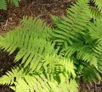 Polystichum Thelypteris