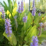 Pontederia Cordata