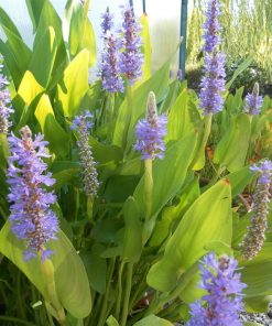 Pontederia Cordata