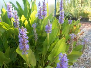 Pontederia Cordata