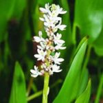 Pontederia Cordata Alba