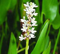 Pontederia Cordata Alba
