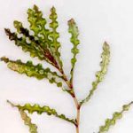 Potamogeton Crispus