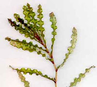 Potamogeton Crispus