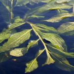 Potamogeton Lucens
