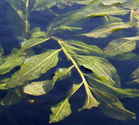 Potamogeton Lucens