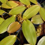 Potamogeton Natans
