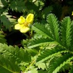 Potentilla Anserina
