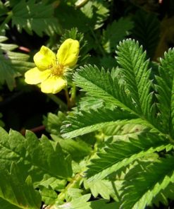 Potentilla Anserina
