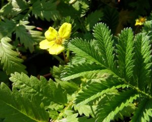 Potentilla Anserina