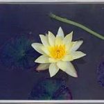 Nymphaea Pygmaea Helvola